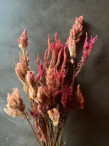 Celosia - Pink Assorted