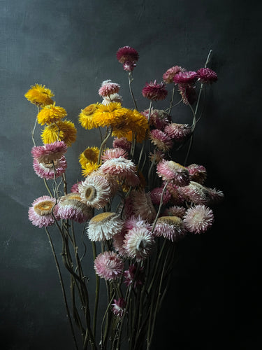 Strawflower- assorted