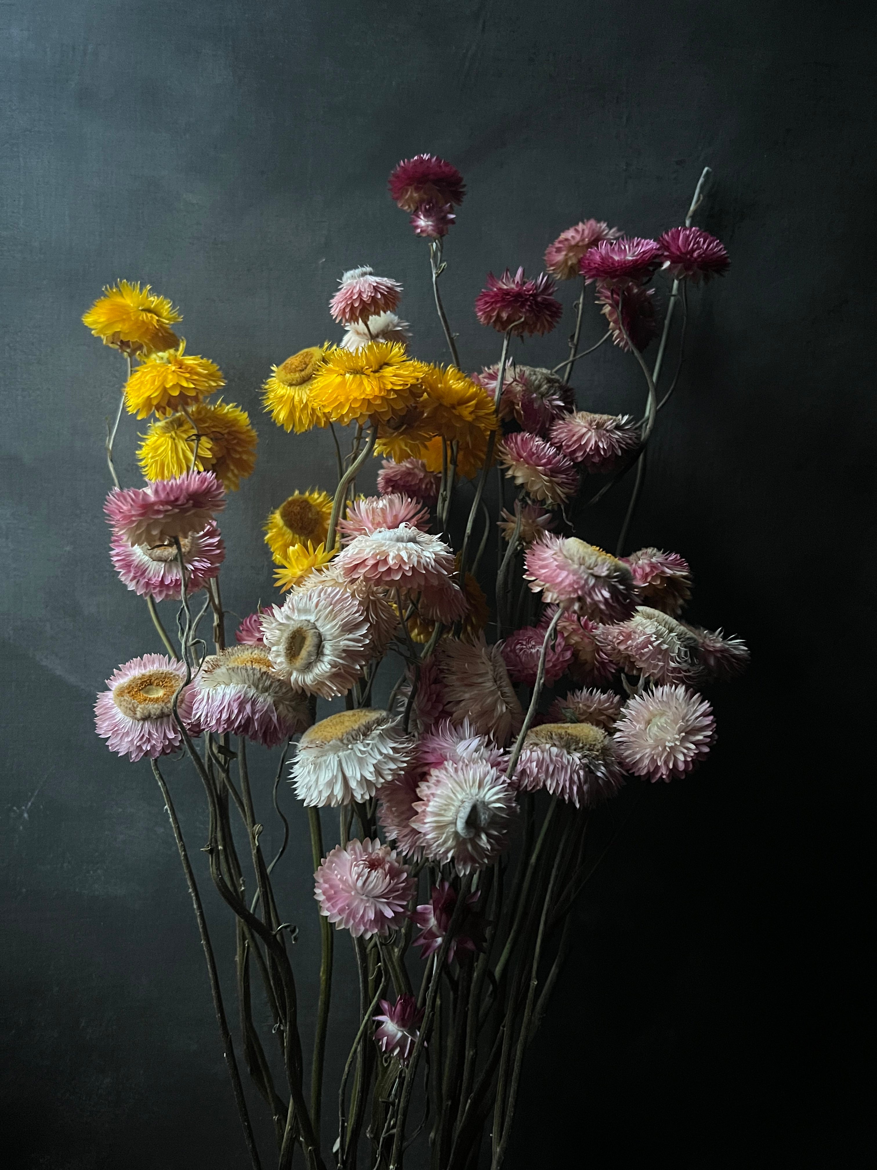 Dried Straw Flowers Assorted (40 gram) [BLUM-009-mix] - Packlinq