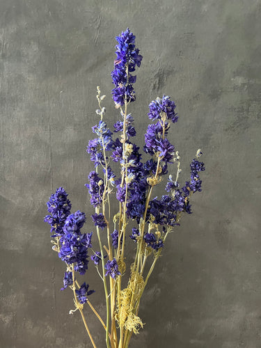 Purple Larkspur