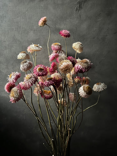 Strawflower- pinks