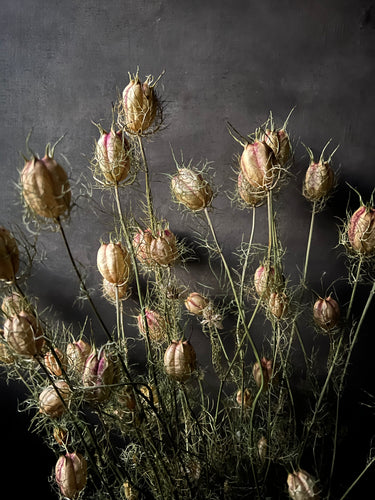 Nigella pods